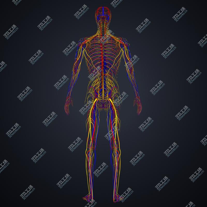 images/goods_img/20210319/3D model Arteries, veins and nerves/3.jpg